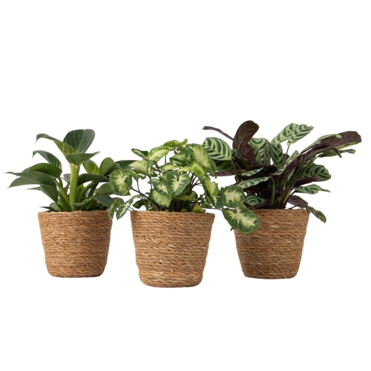 Lot de 3 plantes d’intérieur avec paniers - Hauteur 25-40cm - ⌀12cm
