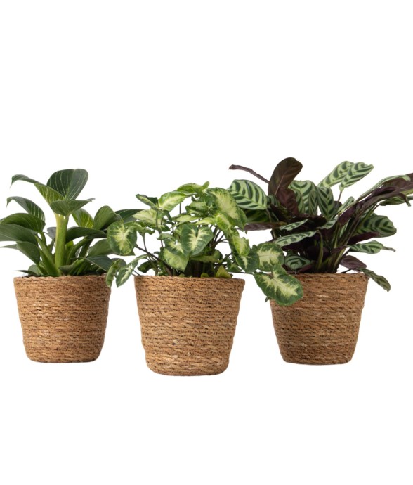 Lot de 3 plantes...