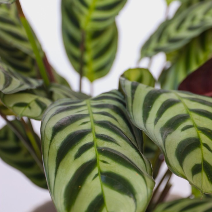 Lot de 3 plantes d’intérieur avec paniers - Hauteur 25-40cm - ⌀12cm