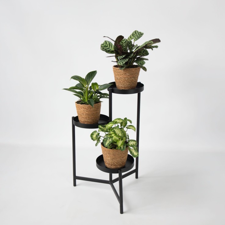 Lot de 3 plantes d’intérieur avec paniers - Hauteur 25-40cm - ⌀12cm