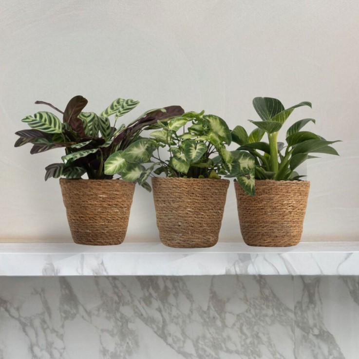 Lot de 3 plantes d’intérieur avec paniers - Hauteur 25-40cm - ⌀12cm