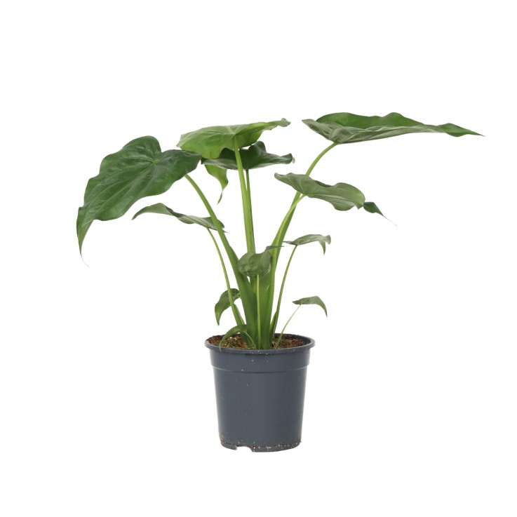 Plante éléphant - Alocasia 'Cucullata' - Hauteur 70-80cm - ⌀19cm