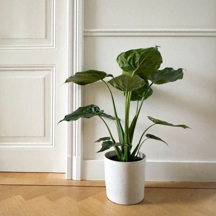 Plante éléphant - Alocasia 'Cucullata' - Hauteur 70-80cm - ⌀19cm