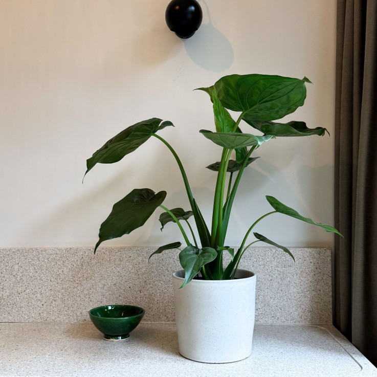 Plante éléphant - Alocasia 'Cucullata' - Hauteur 70-80cm - ⌀19cm