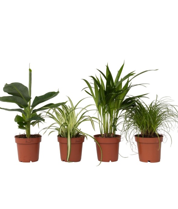 Amical pour les animaux -...