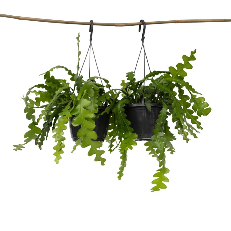 Cactus orchidée - Set de 2 - Epiphyllum 'Anguliger' - Hauteur 30-40cm - ⌀15cm