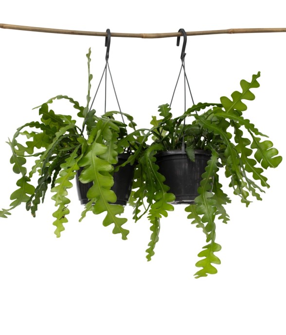 Cactus orchidée - Set de 2...