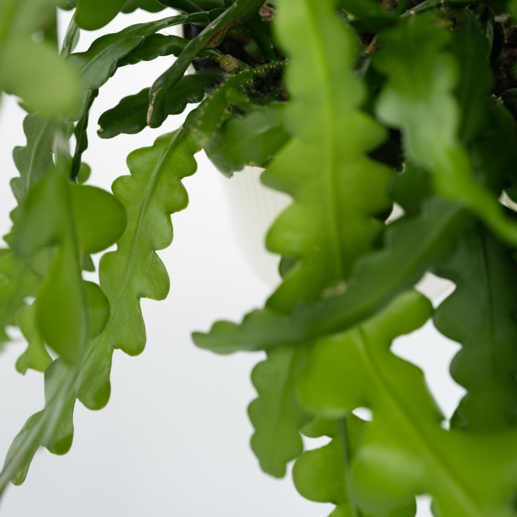 Cactus orchidée - Set de 2 - Epiphyllum 'Anguliger' - Hauteur 30-40cm - ⌀15cm