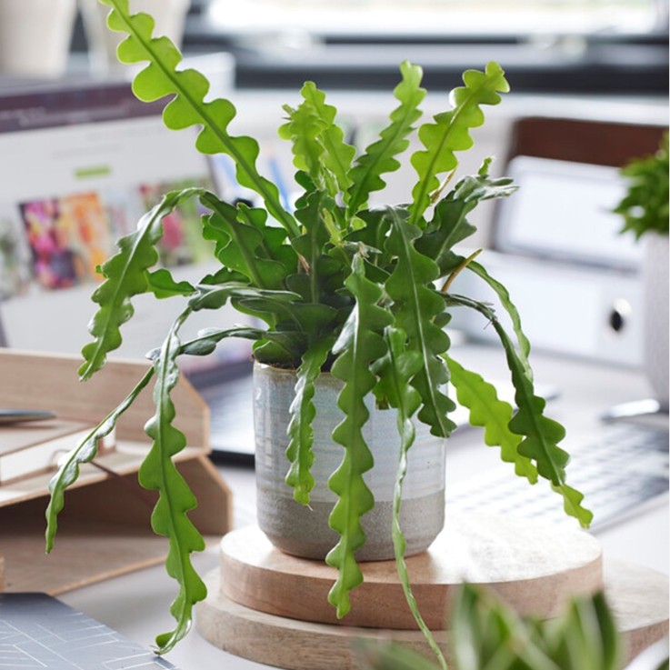 Cactus orchidée - Set de 2 - Epiphyllum 'Anguliger' - Hauteur 30-40cm - ⌀15cm