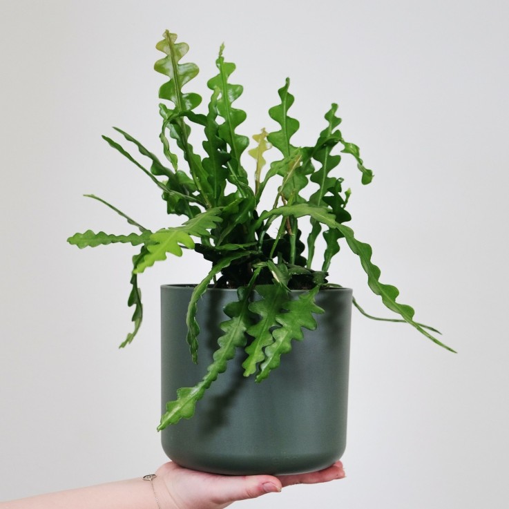 Cactus orchidée - Set de 2 - Epiphyllum 'Anguliger' - Hauteur 30-40cm - ⌀15cm