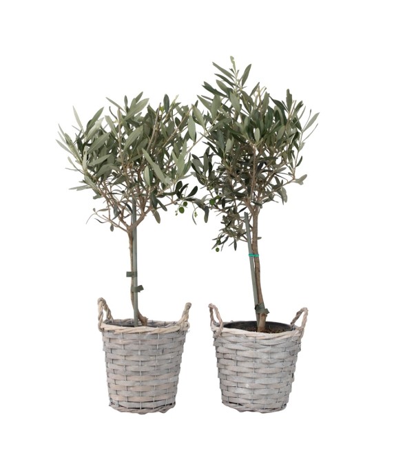 Olivier - Set de 2 - Olea...