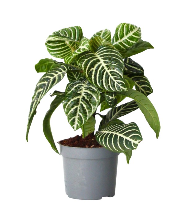 Plante à feuilles panachées...