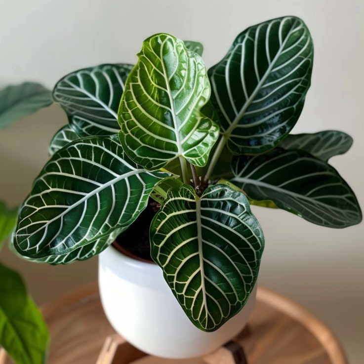 Plante à feuilles panachées - Aphelandra squarrosa 'Botanica' - H25-45cm - ⌀13cm