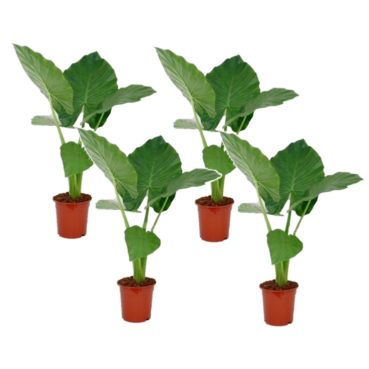 Plante à grandes feuilles - Set de 4 - Alocasia macrorrhizos - H60-70cm - ⌀17cm