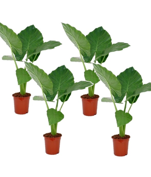 Plante à grandes feuilles -...