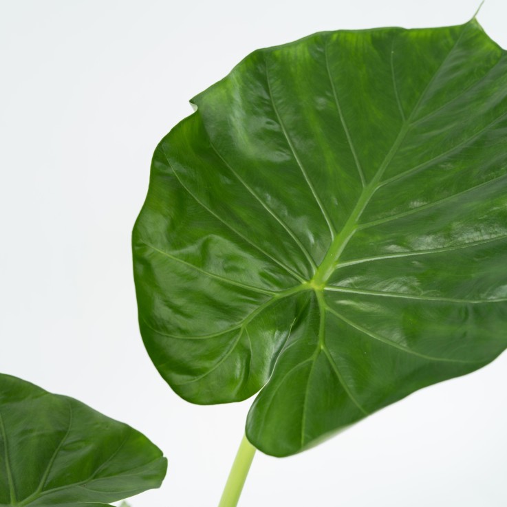 Plante à grandes feuilles - Set de 4 - Alocasia macrorrhizos - H60-70cm - ⌀17cm