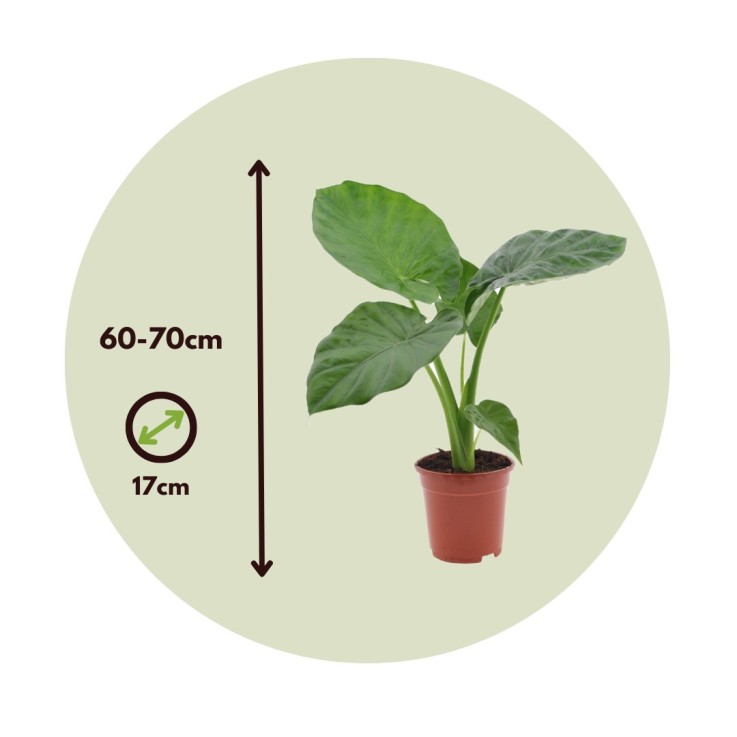 Plante à grandes feuilles - Set de 4 - Alocasia macrorrhizos - H60-70cm - ⌀17cm