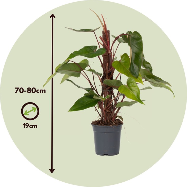 Plante verte - Philodendron Red Emerald Kratiste - Hauteur 70-80cm - ⌀19cm