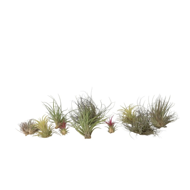 Plante aérienne - Set de 10 - Tillandsia - Hauteur 5-15cm - ⌀5cm