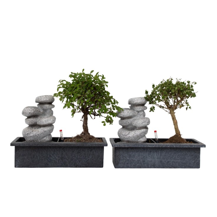 Bonsaï - Set de 2 - Bonsai - Hauteur 25-35cm - ⌀29cm