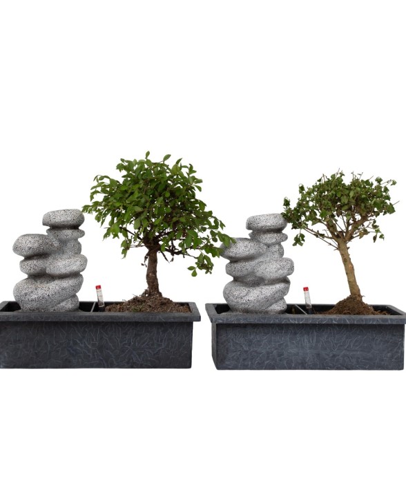 Bonsaï - Set de 2 - Bonsai...