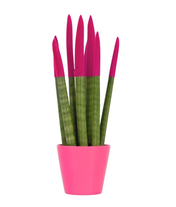Sansevieria cylindrique -...