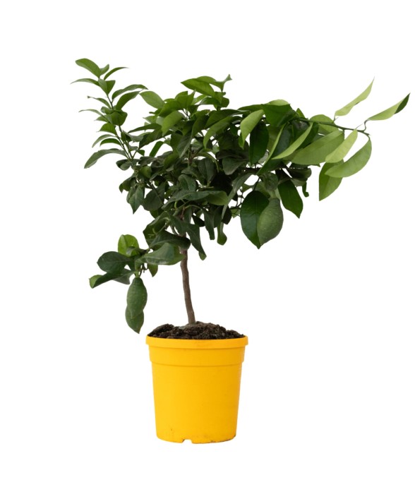 Citronnier - Citrus limon -...