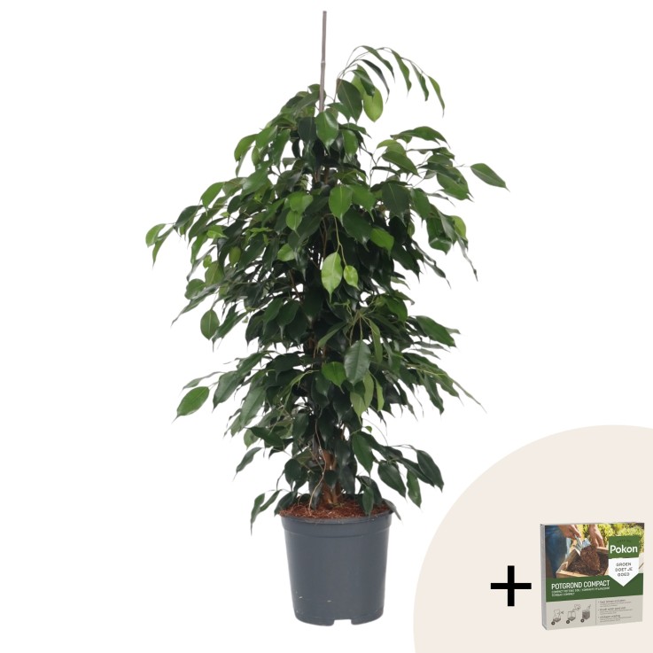 Ficus pleureur - Ficus benjamina 'Danielle' - Hauteur 100-110cm - ⌀21cm