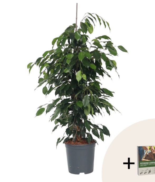 Ficus pleureur - Ficus...