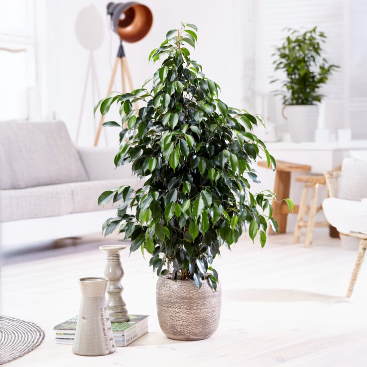 Ficus pleureur - Ficus benjamina 'Danielle' - Hauteur 100-110cm - ⌀21cm