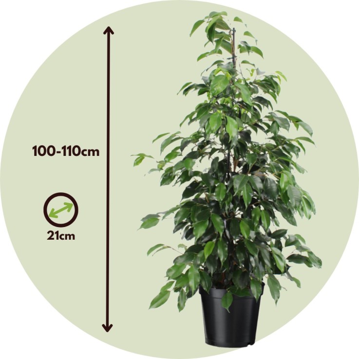 Ficus pleureur - Ficus benjamina 'Danielle' - Hauteur 100-110cm - ⌀21cm
