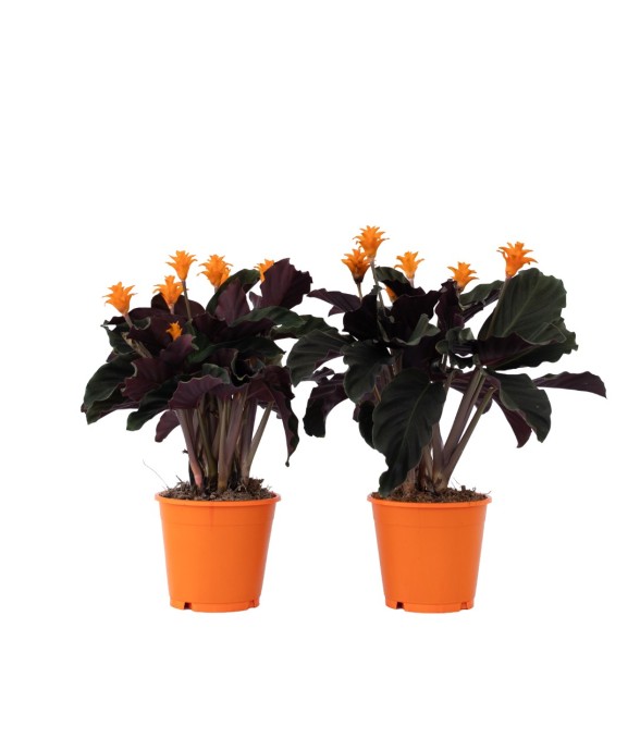 Calathée - Set de 2 -...