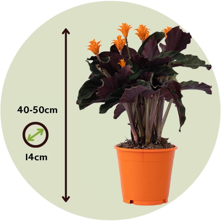 Calathée - Set de 2 - Calathea crocata 'Tassmania' - Hauteur 40-50cm - ⌀14cm