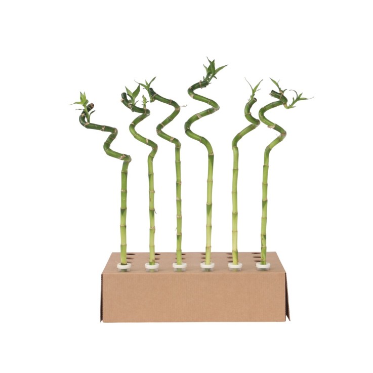 Lucky Bamboo - Set de 6 - Dracaena sanderiana - Hauteur 40-50cm - ⌀2cm