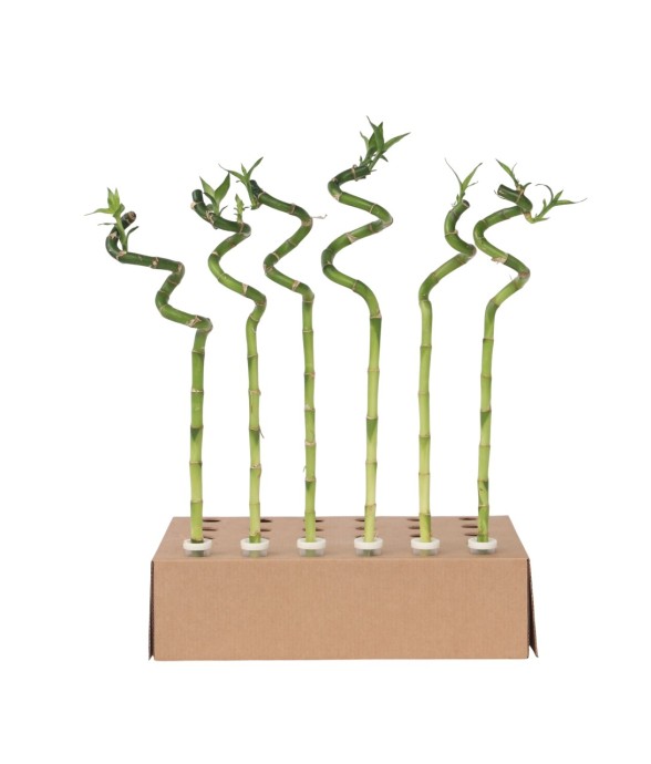 Lucky Bamboo - Set de 6 -...