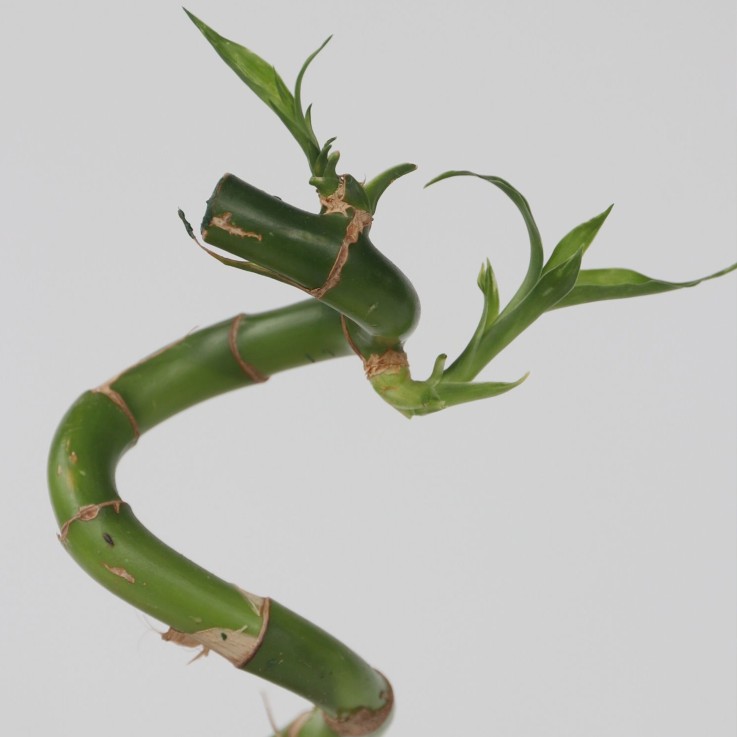 Lucky Bamboo - Set de 6 - Dracaena sanderiana - Hauteur 40-50cm - ⌀2cm