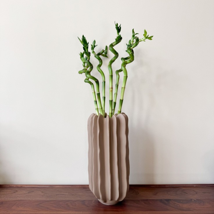 Lucky Bamboo - Set de 6 - Dracaena sanderiana - Hauteur 40-50cm - ⌀2cm