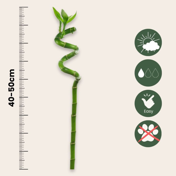 Lucky Bamboo - Set de 6 - Dracaena sanderiana - Hauteur 40-50cm - ⌀2cm