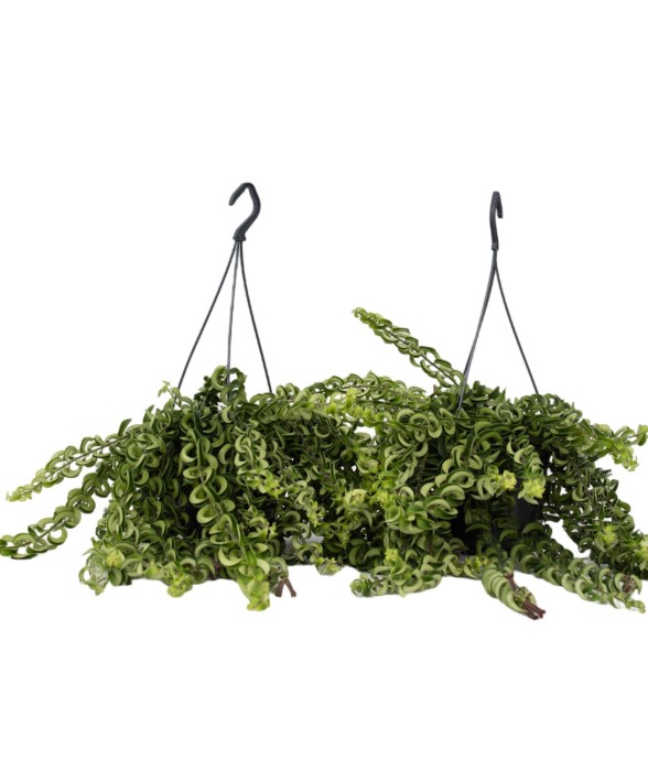 Plante rouge à lèvres - Set...