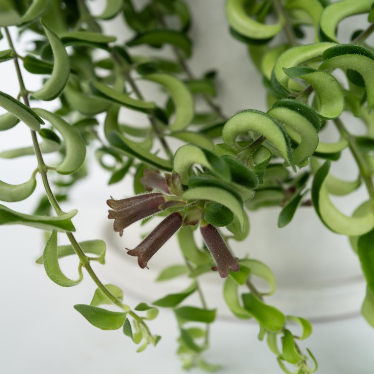 Plante rouge à lèvres - Set de 2 - Aeschynanthus pulcher - H20-30cm - ⌀15cm
