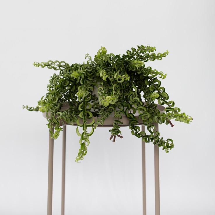 Plante rouge à lèvres - Set de 2 - Aeschynanthus pulcher - H20-30cm - ⌀15cm