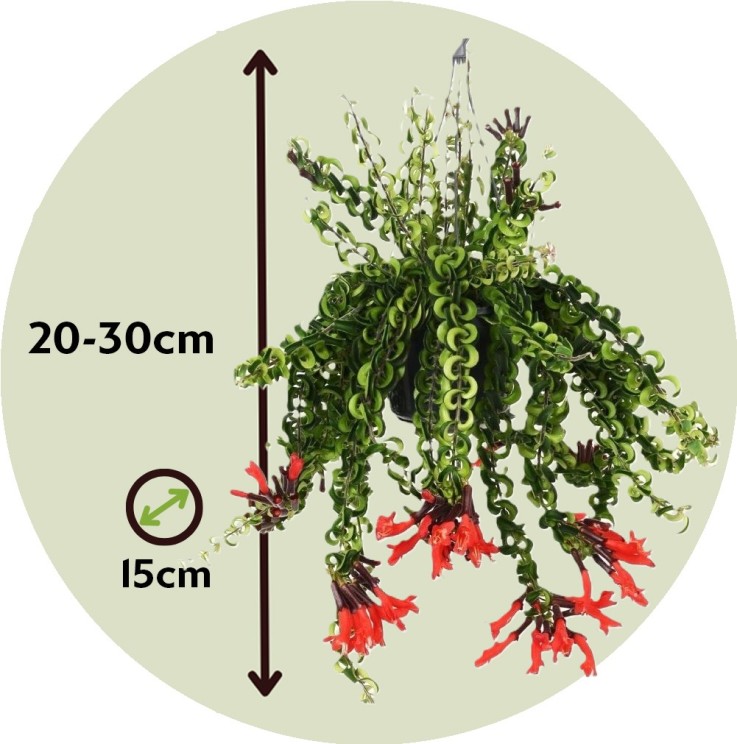 Plante rouge à lèvres - Set de 2 - Aeschynanthus pulcher - H20-30cm - ⌀15cm