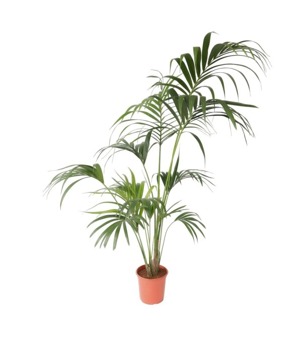 Palmier Kentia - Howea...