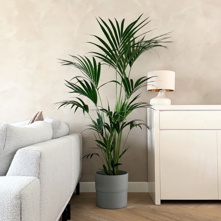 Palmier Kentia - Howea forsteriana - Hauteur 150-170cm - ⌀24cm