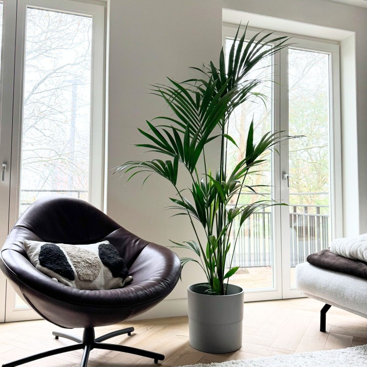 Palmier Kentia - Howea forsteriana - Hauteur 150-170cm - ⌀24cm
