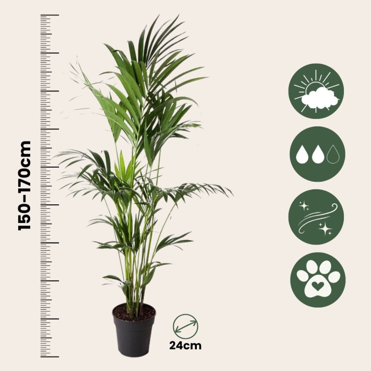 Palmier Kentia - Howea forsteriana - Hauteur 150-170cm - ⌀24cm