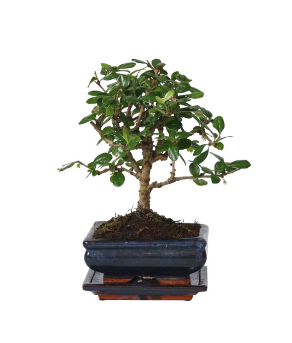 Bonsaï - Carmona...