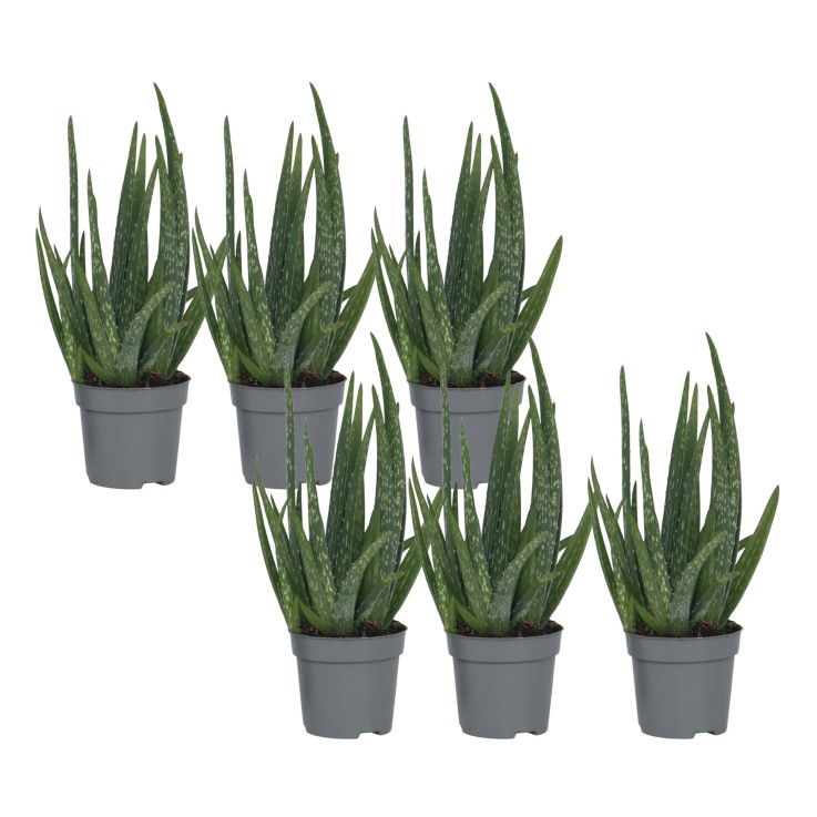 Aloe vera - Set de 6 - Aloe barbadensis - Hauteur 25-40cm - ⌀10,5cm