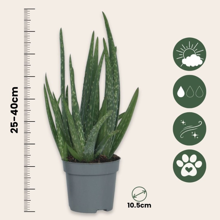Aloe vera - Set de 6 - Aloe barbadensis - Hauteur 25-40cm - ⌀10,5cm