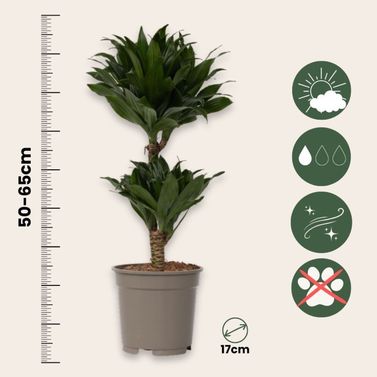 Dragonnier - Dracaena surculosa - Hauteur 50-65cm - ⌀17cm